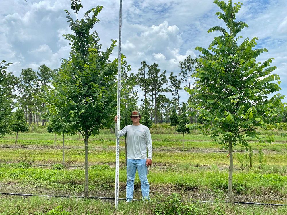 ulmus-americana-floridana-florida-elm