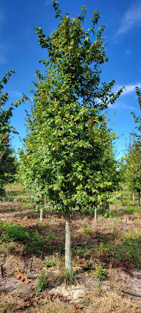 ulmus-americana-floridana-florida-elm