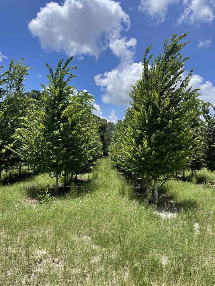 ulmus-americana-floridana-florida-elm