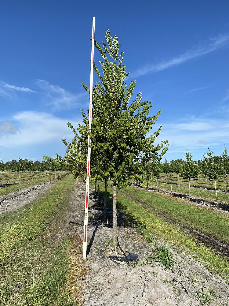 ulmus-americana-floridana-florida-elm