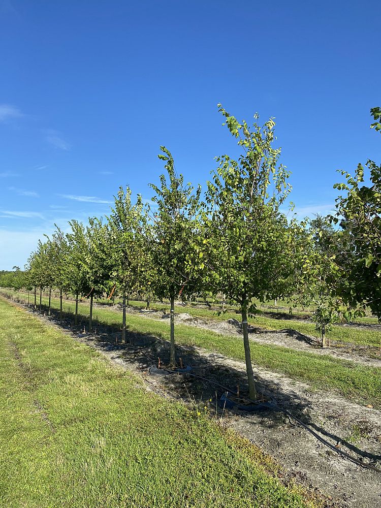 ulmus-americana-floridana-florida-elm