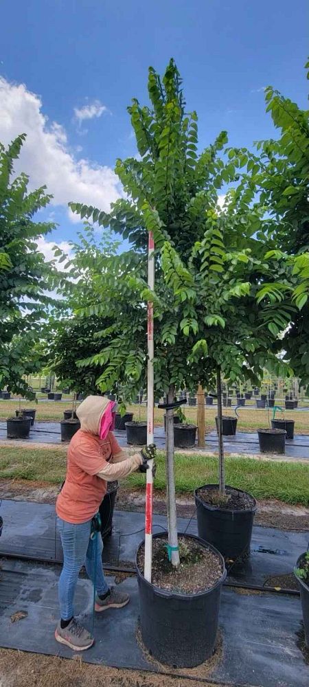 ulmus-americana-floridana-florida-elm