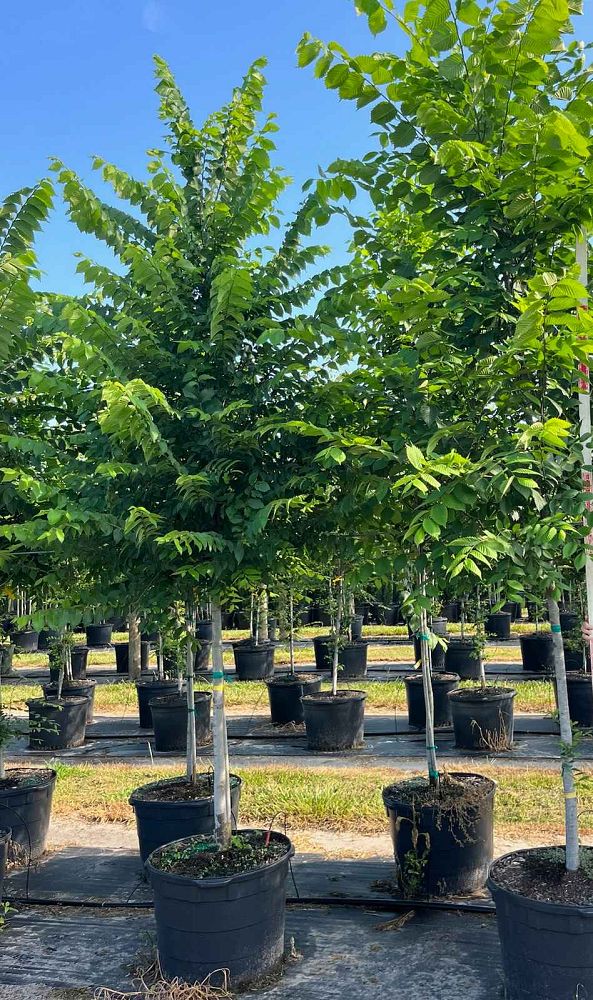 ulmus-americana-floridana-florida-elm