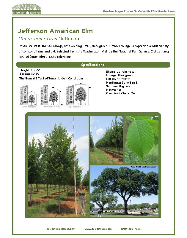 ulmus-americana-jefferson-american-elm