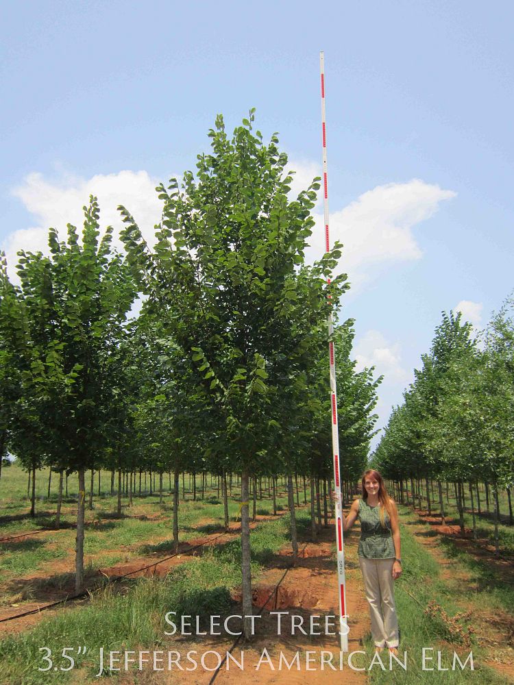 ulmus-americana-jefferson-american-elm