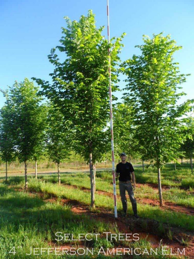 ulmus-americana-jefferson-american-elm