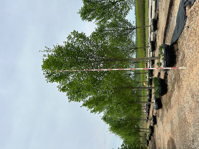 ulmus-americana-jefferson-american-elm