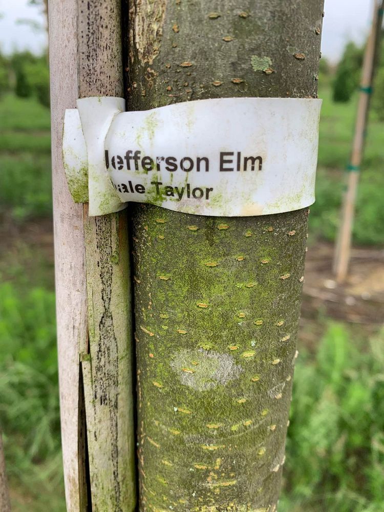 ulmus-americana-jefferson-american-elm