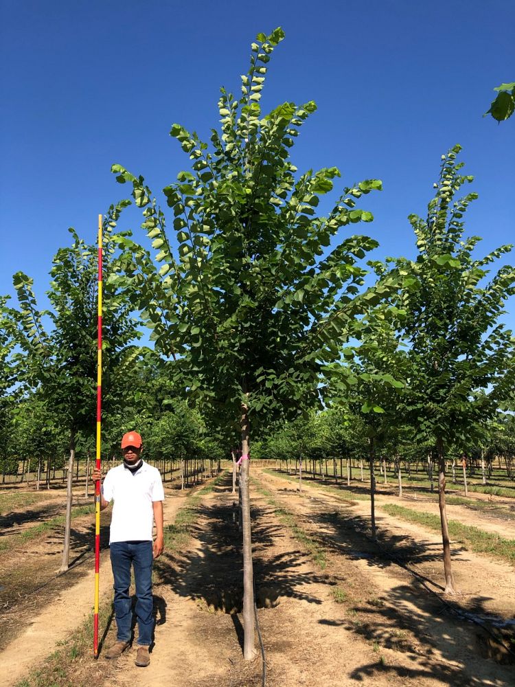 ulmus-americana-jefferson-american-elm