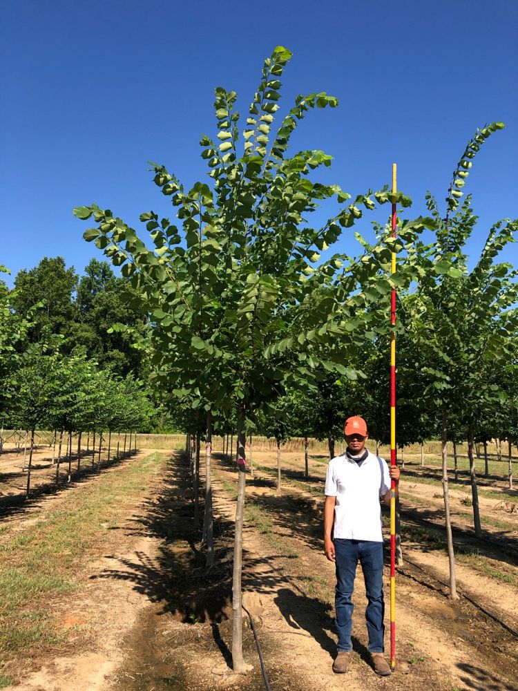 ulmus-americana-jefferson-american-elm