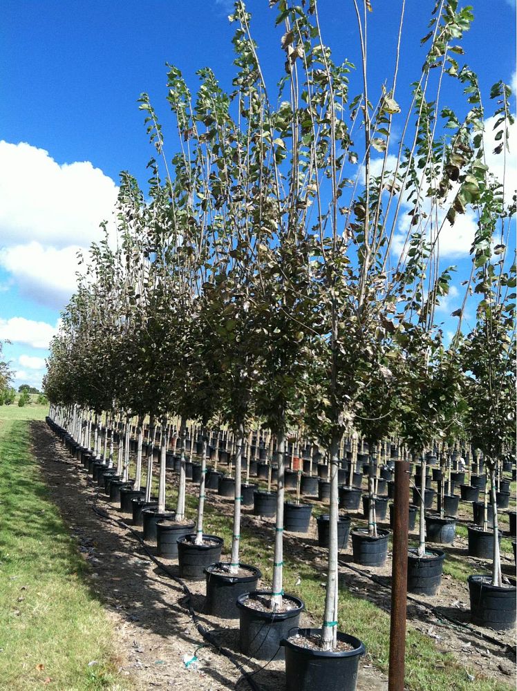 ulmus-americana-princeton-american-elm