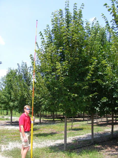 ulmus-americana-princeton-american-elm