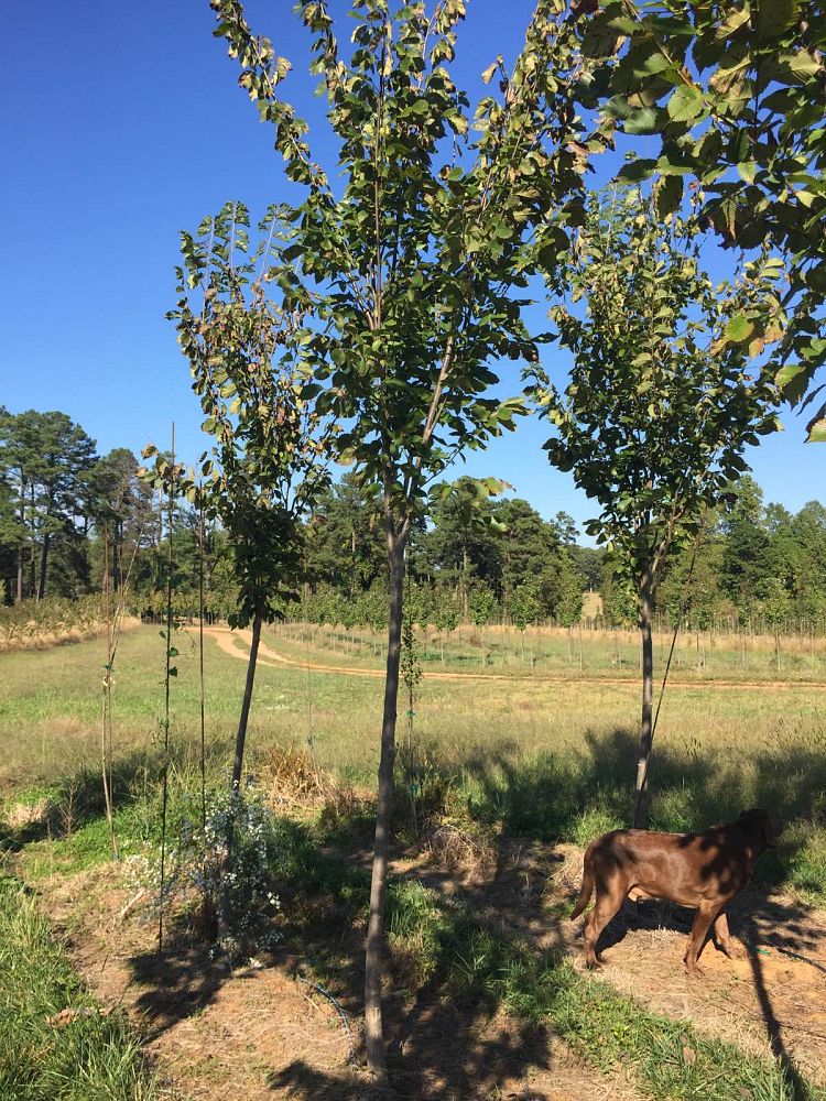 ulmus-americana-princeton-american-elm