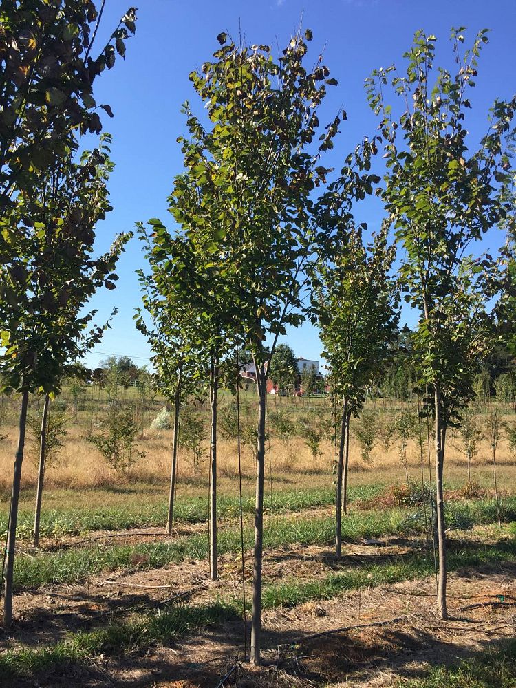 ulmus-americana-princeton-american-elm