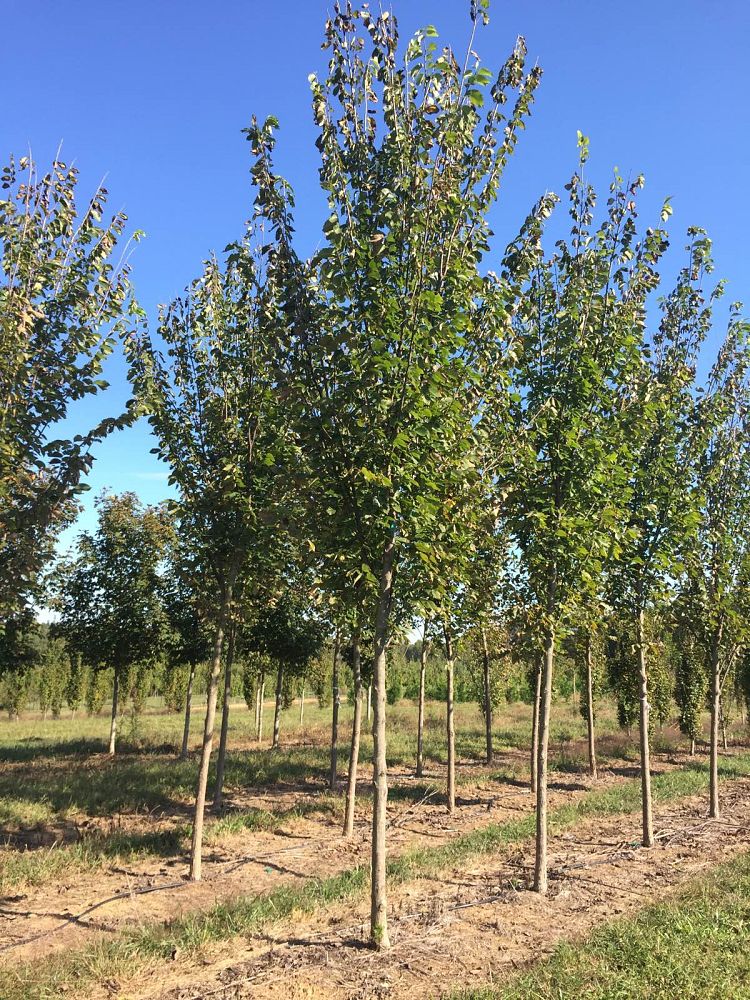 ulmus-americana-princeton-american-elm