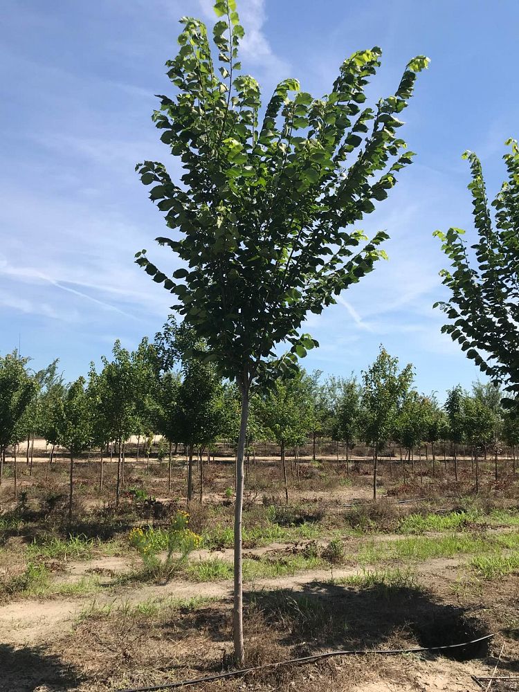ulmus-americana-princeton-american-elm