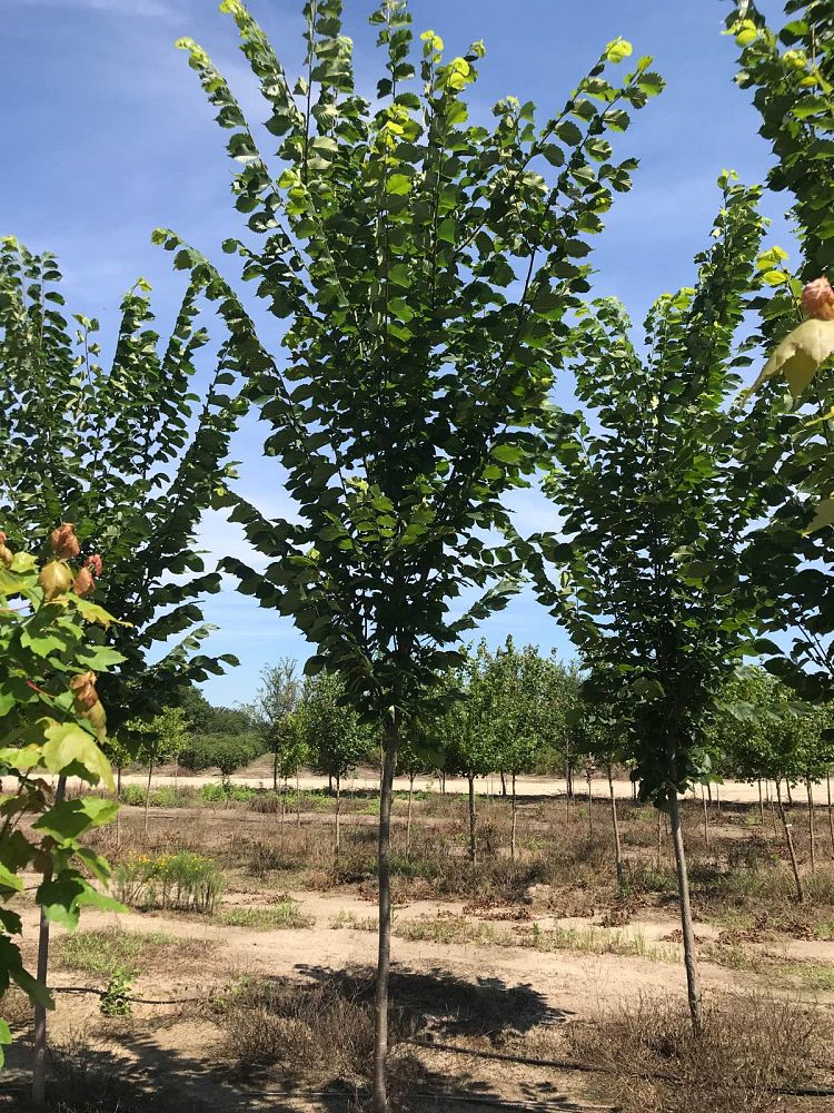 ulmus-americana-princeton-american-elm