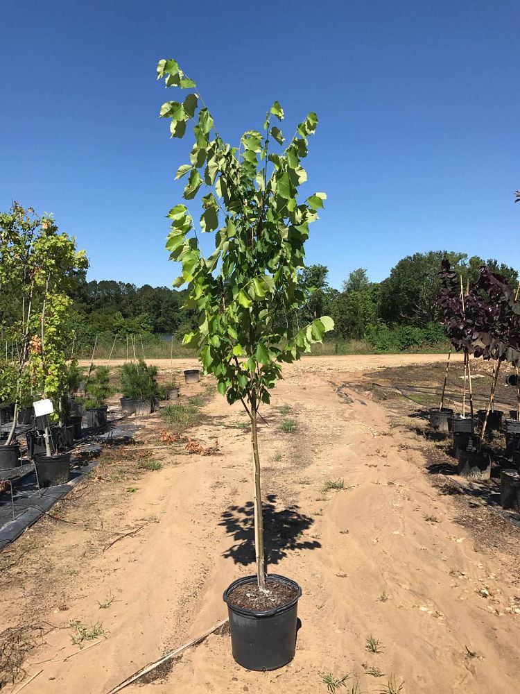 ulmus-americana-princeton-american-elm