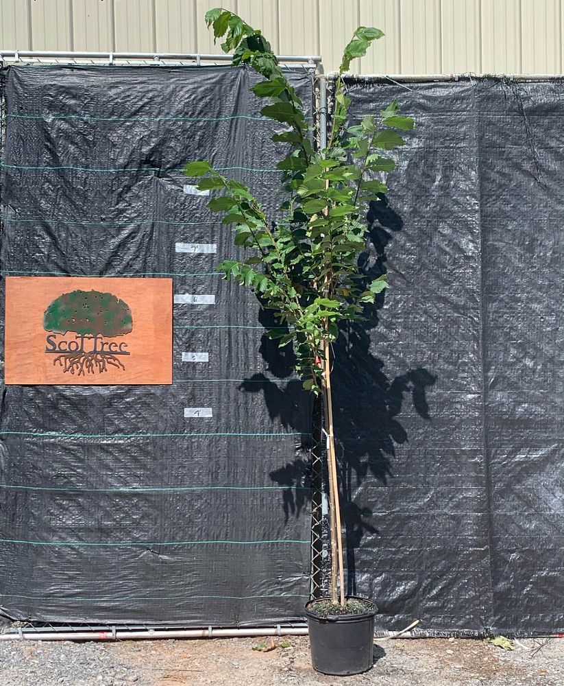 ulmus-americana-princeton-american-elm