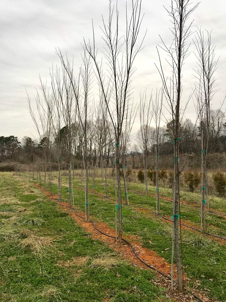 ulmus-americana-princeton-american-elm