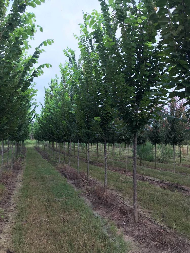 ulmus-americana-princeton-american-elm