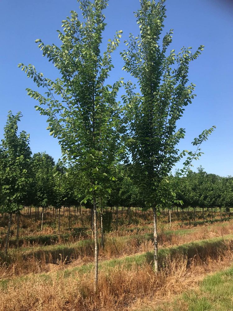ulmus-americana-princeton-american-elm