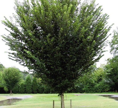 ulmus-americana-princeton-american-elm
