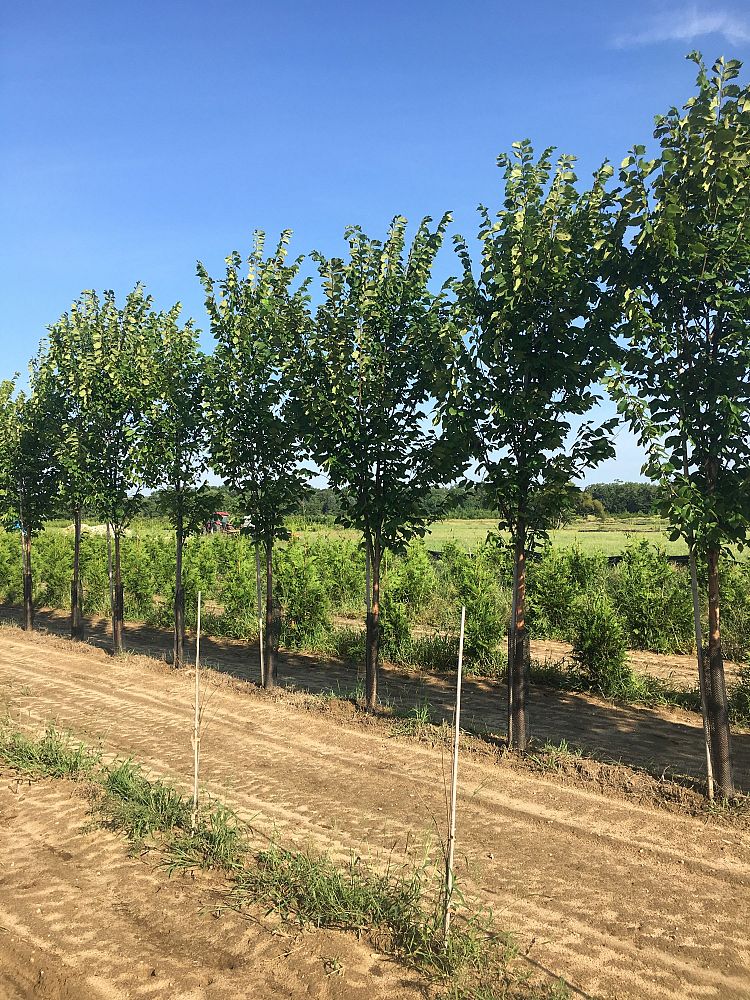 ulmus-americana-princeton-american-elm