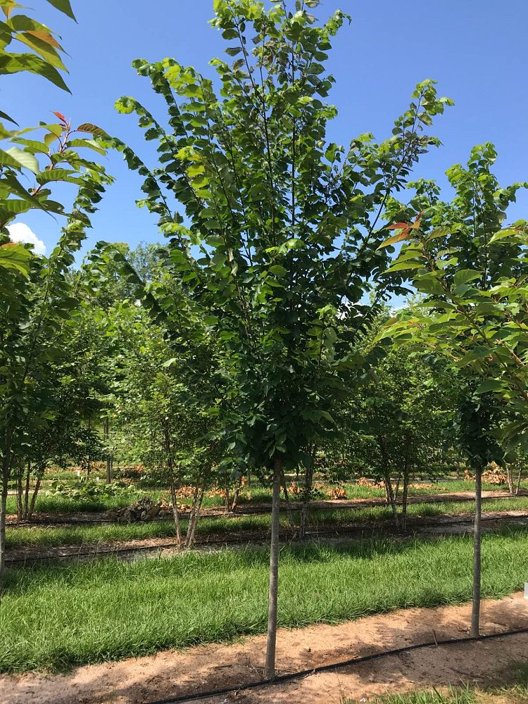 ulmus-americana-princeton-american-elm