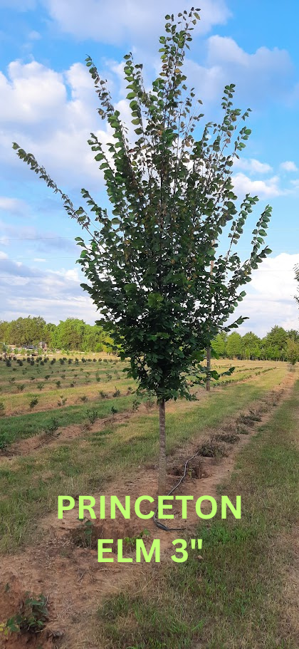 ulmus-americana-princeton-american-elm
