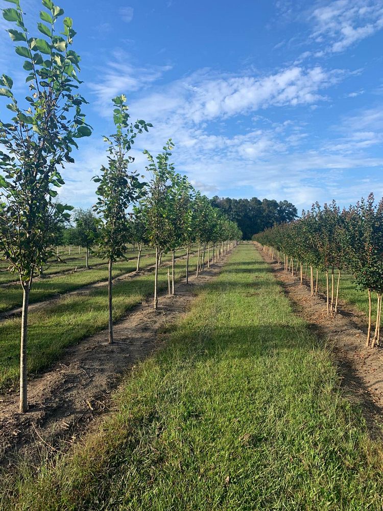 ulmus-americana-princeton-american-elm