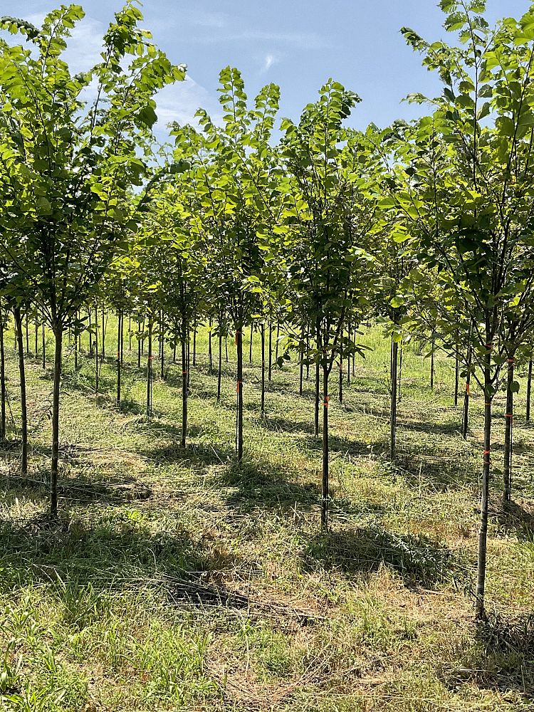 ulmus-americana-princeton-american-elm