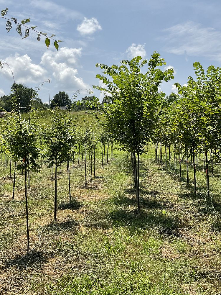 ulmus-americana-princeton-american-elm