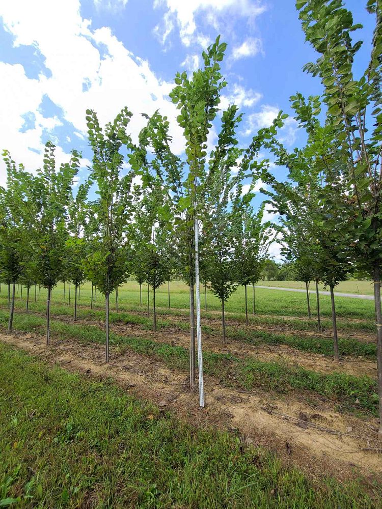 ulmus-americana-princeton-american-elm