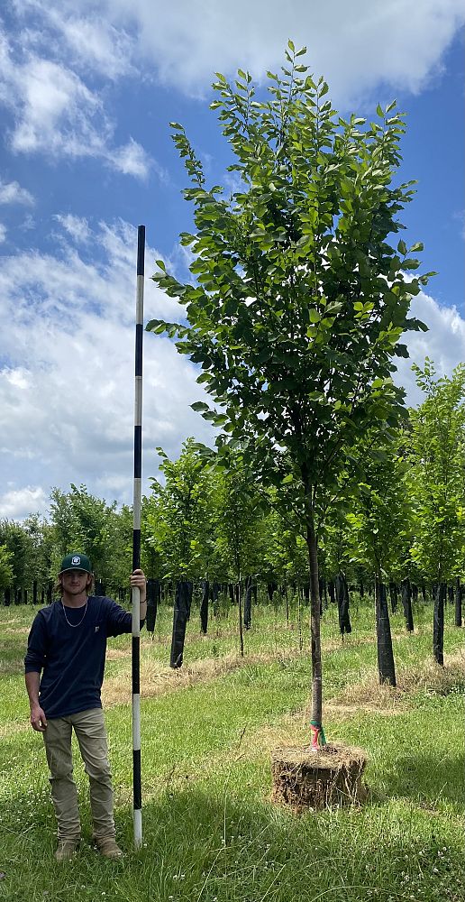 ulmus-americana-princeton-american-elm