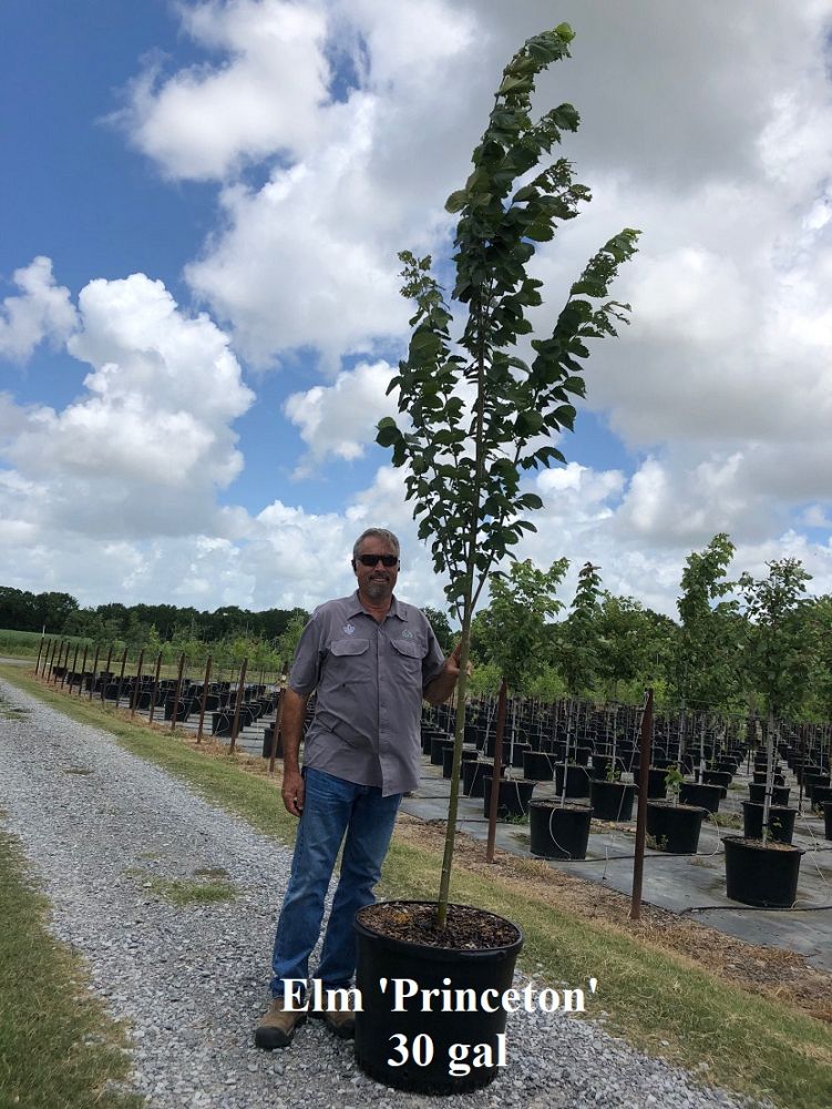 ulmus-americana-princeton-american-elm