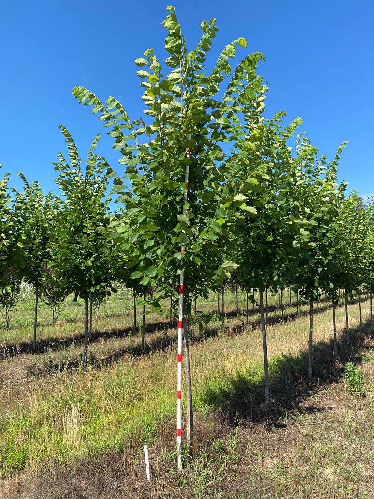 ulmus-americana-princeton-american-elm