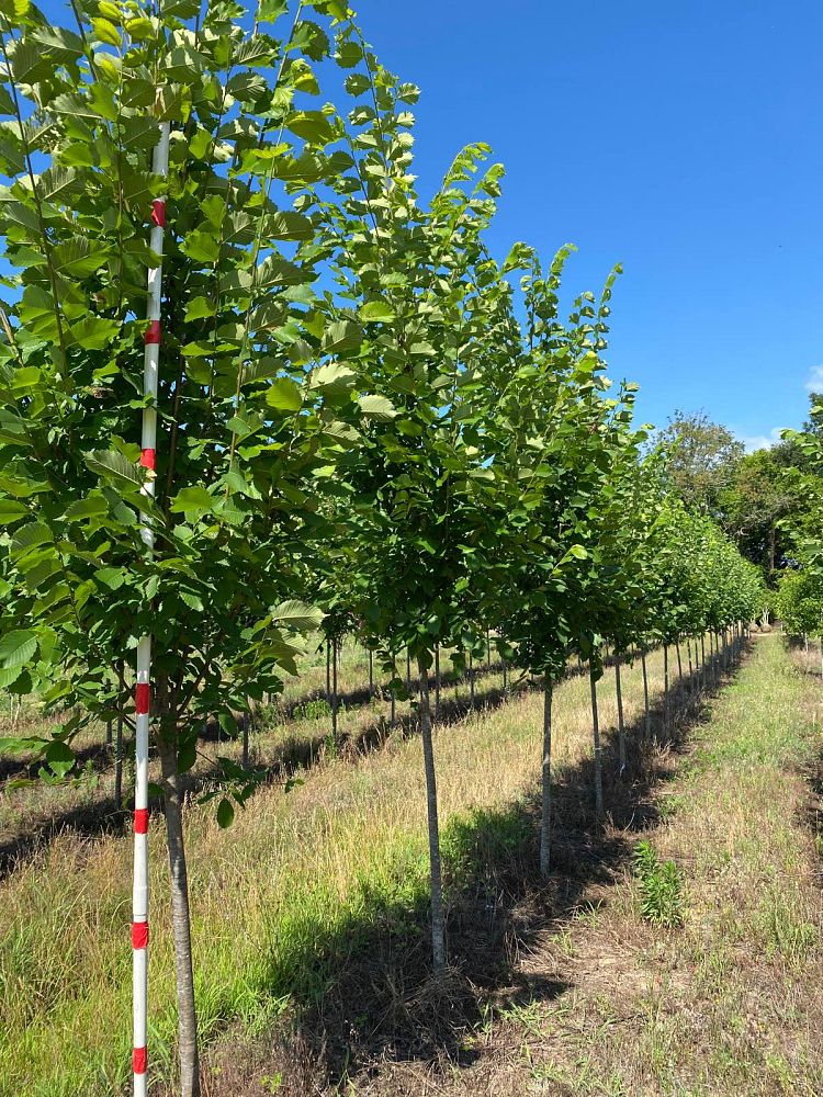 ulmus-americana-princeton-american-elm