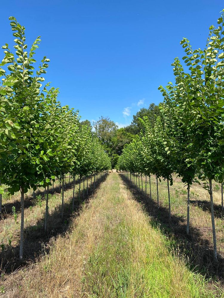 ulmus-americana-princeton-american-elm