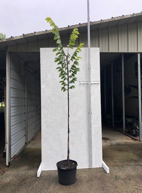 ulmus-americana-princeton-american-elm
