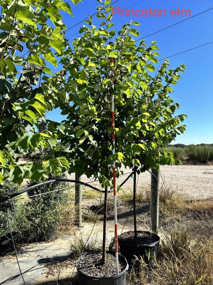 ulmus-americana-princeton-american-elm