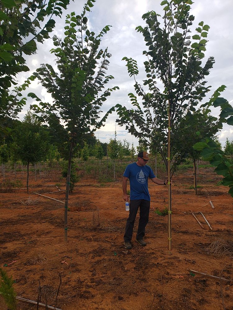 ulmus-americana-princeton-american-elm