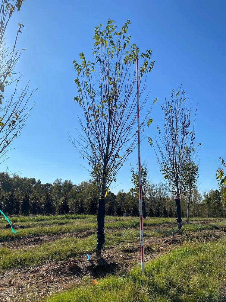 ulmus-americana-princeton-american-elm