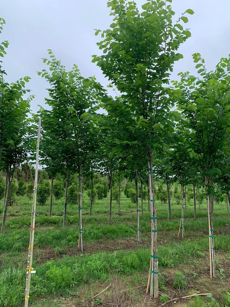 ulmus-americana-princeton-american-elm