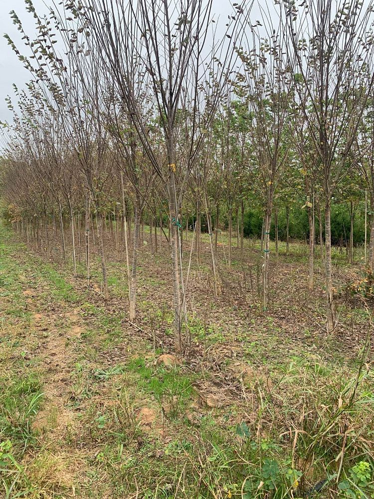 ulmus-americana-princeton-american-elm