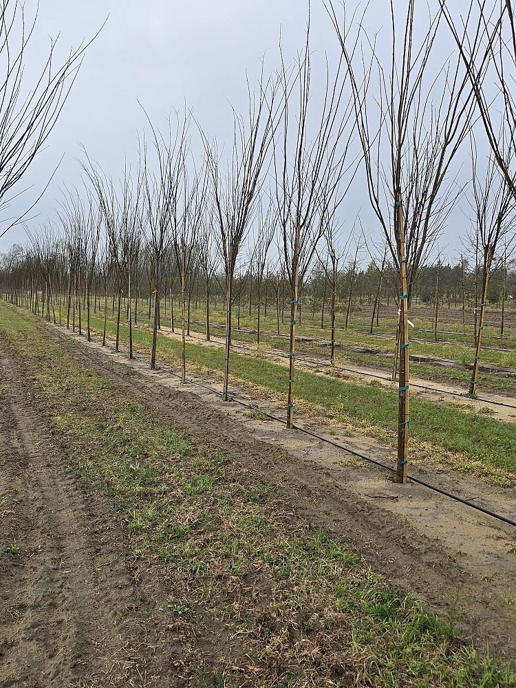 ulmus-americana-princeton-american-elm