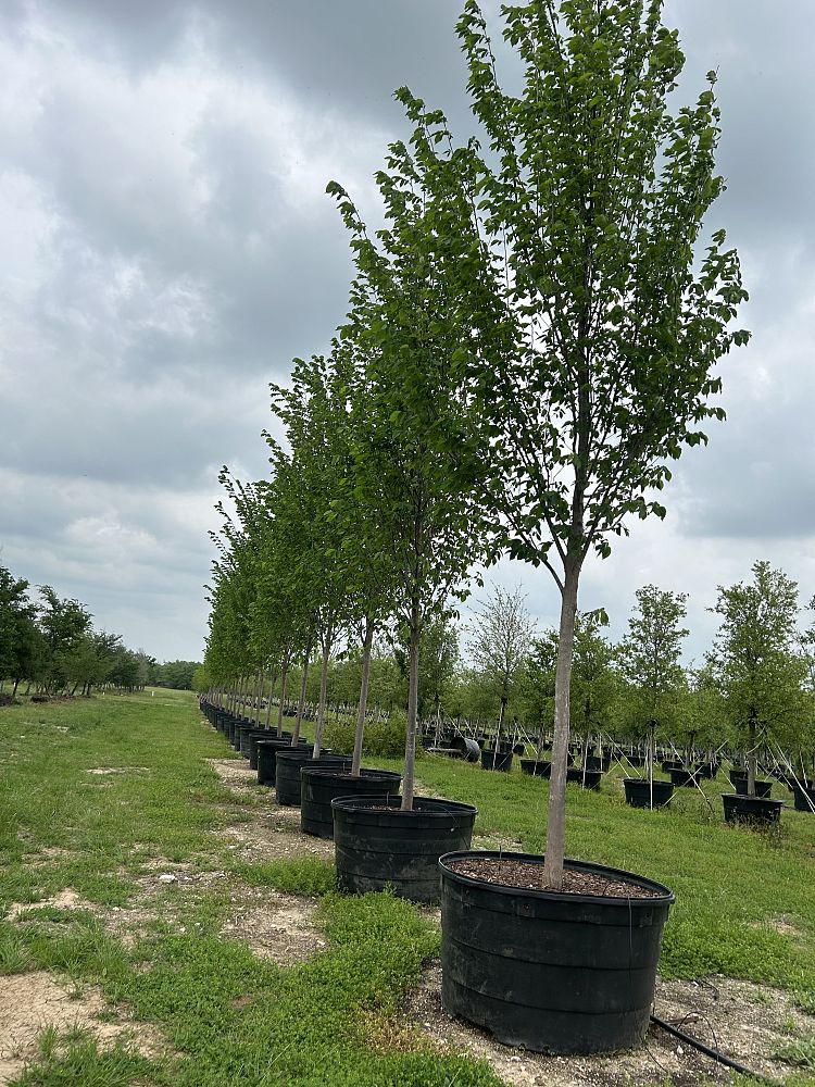 ulmus-americana-princeton-american-elm