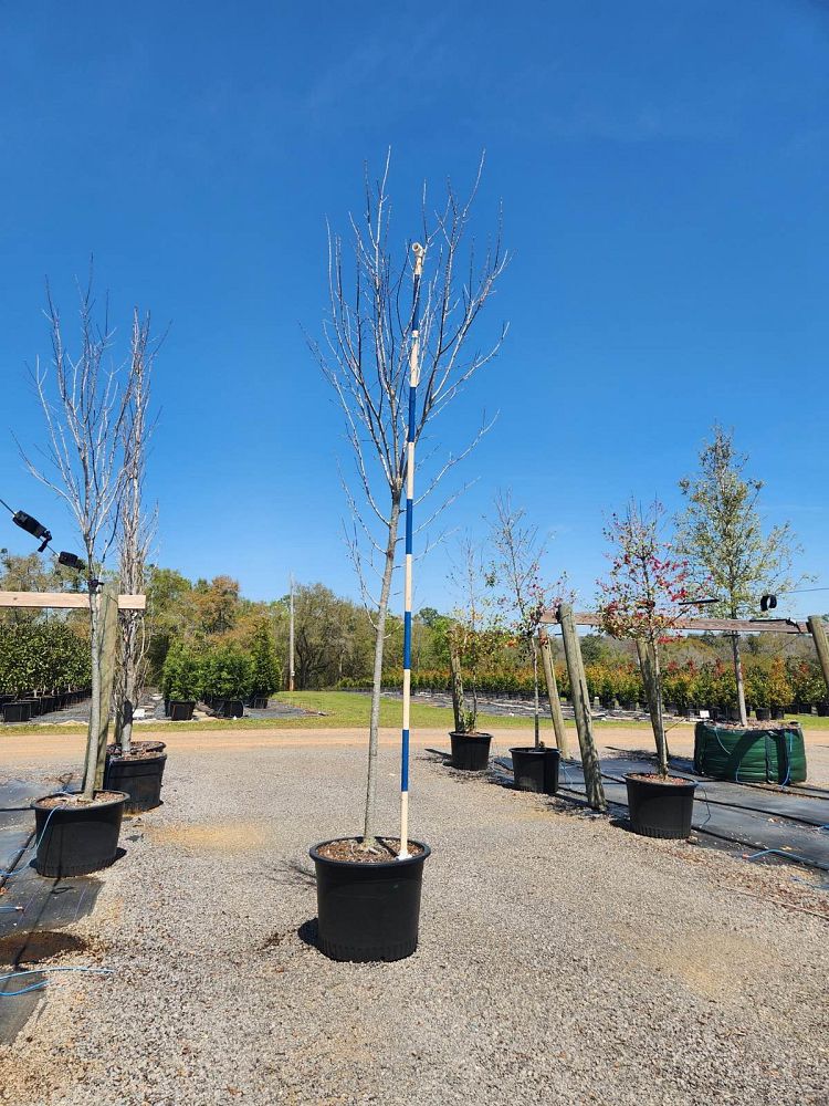 ulmus-americana-princeton-american-elm