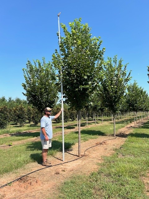 ulmus-americana-princeton-american-elm