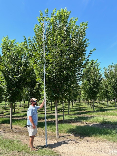 ulmus-americana-princeton-american-elm